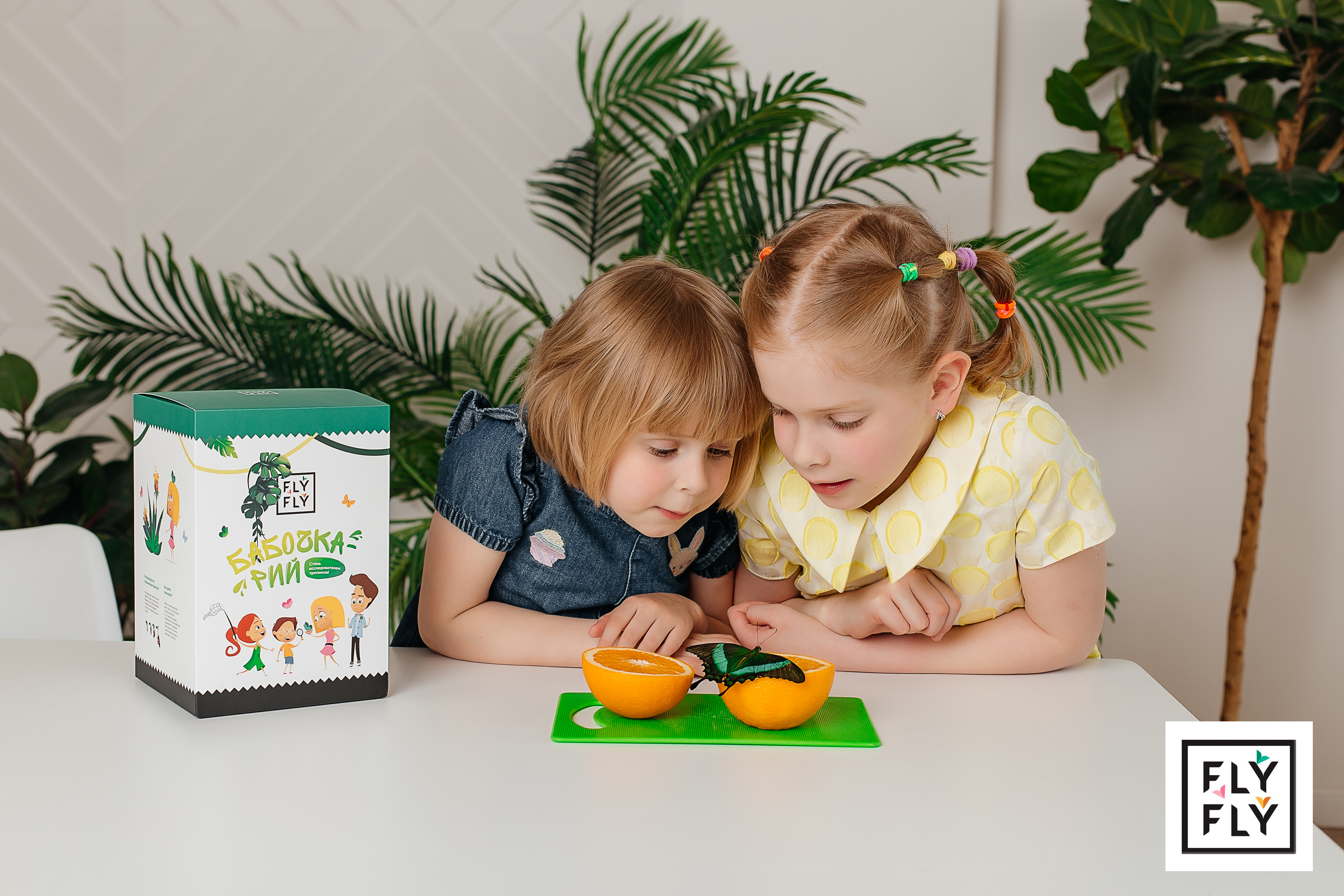 Тропические бабочки в Бабочкарии Флай-Флай рождаются в течение двух недель